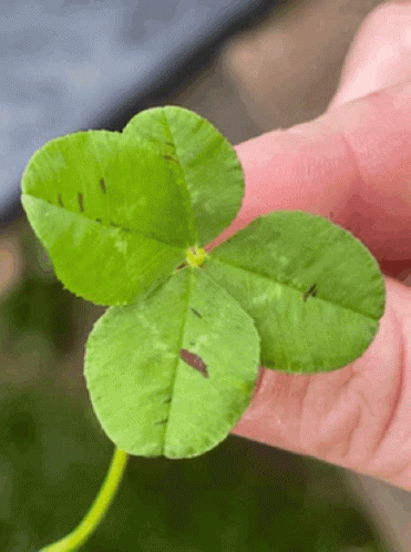 Person Holding Four Leaf Clover GIF