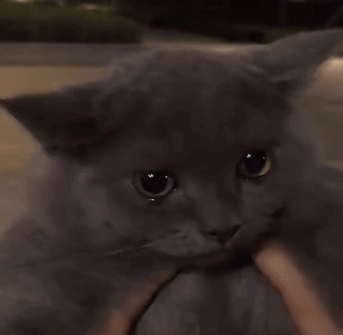 Person Holding Gray Cat Looking at Camera