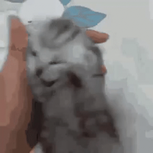 Person Holding Gray Cat Looks at Camera