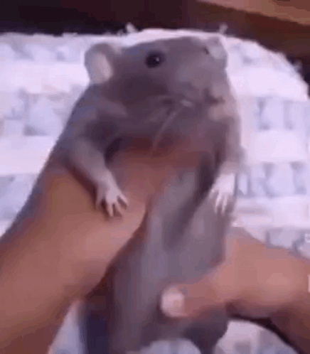 Person Holding Gray Rat