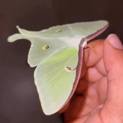 Person Holding Green Butterfly GIF