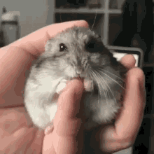 Person Holding Hamster Eating