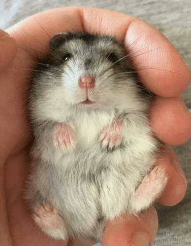 Person Holding Hamster