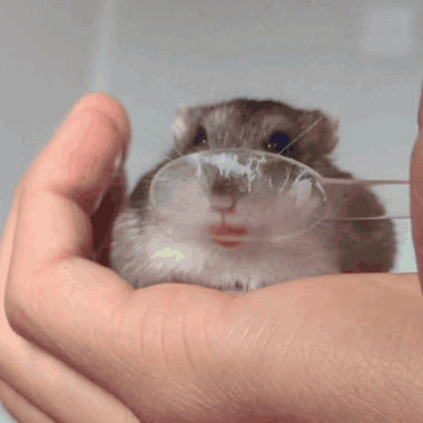 Person Holding Hamster With Spoon