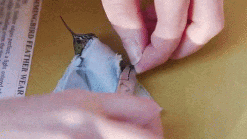 Person Holding Hummingbird Feather