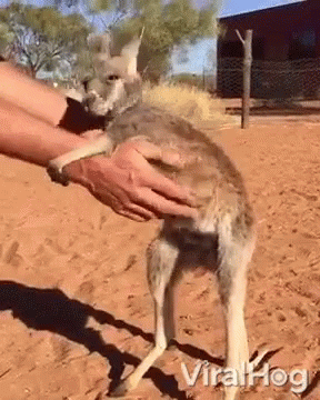 Person Holding Kangaroo GIF