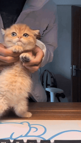 Person Holding Kitten in Front of Keyboard
