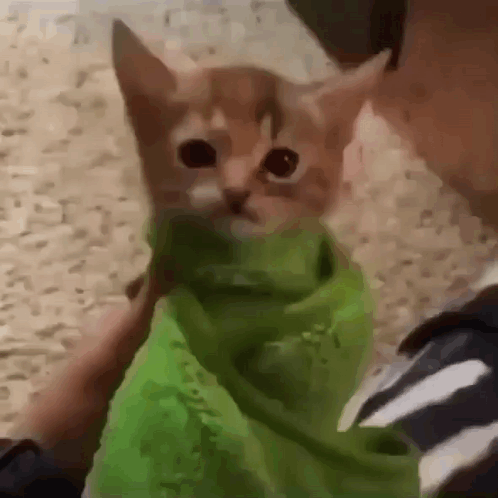 Person Holding Kitten in Green Blanket