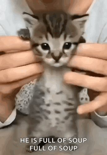 Person Holding Kitten Saying Full of Soup