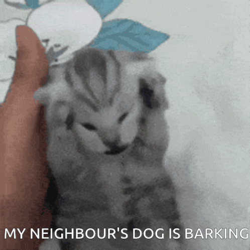 Person Holding Kitten Saying My Neighbour's Dog Barking
