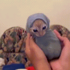 Person Holding Kitten with Hooded Hat