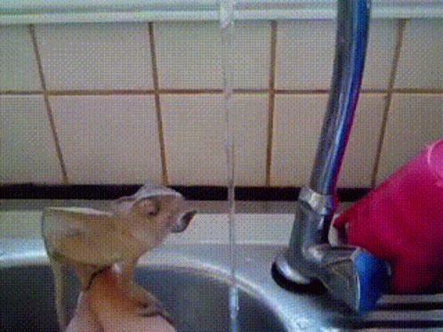 Person Holding Lizard by Sink