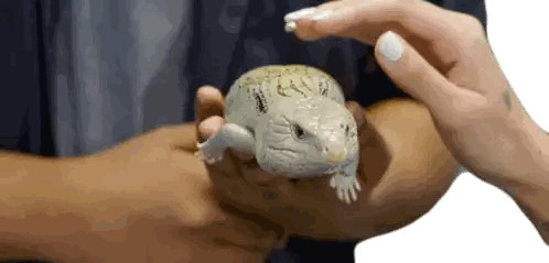 Person Holding Lizard with Tattoo