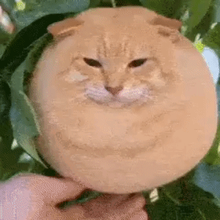 Person Holding Melon Cat With Face