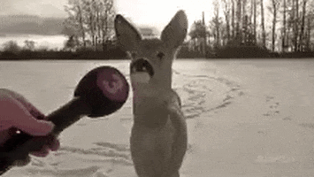 Person Holding Microphone In Front Of Deer GIF
