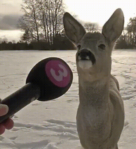 Person Holding Microphone with Letter G and Deer in Snow