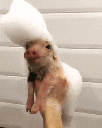 Person Holding Pig With Foam on Head