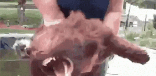 Person Holding Pig With Two Heads And Two Legs GIF