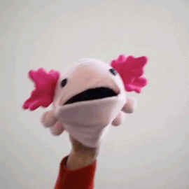 Person Holding Pink And White Axolotl Puppet GIF