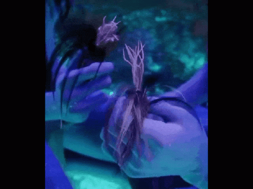 Person Holding Plant With Purple Background GIF