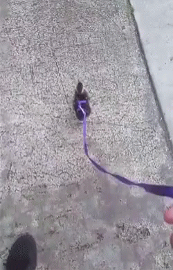 Person Holding Purple Leash With Ribbon GIF