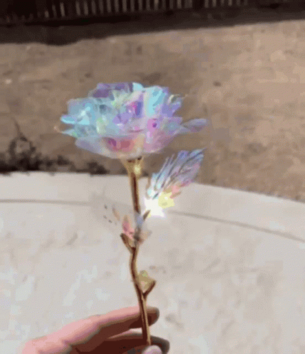 Person Holding Rainbow Rose