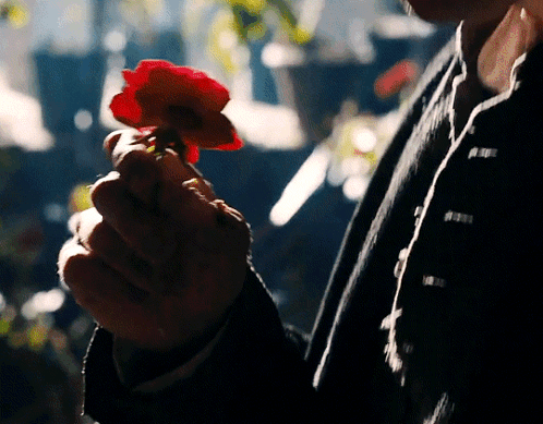 Person Holding Red Flower GIF