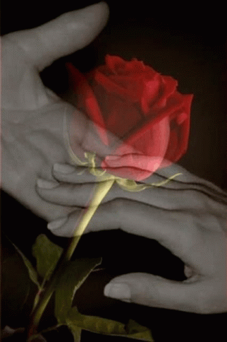 Person Holding Red Rose GIF