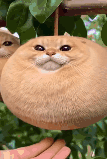 Person Holding Round Mushroom Cat GIF