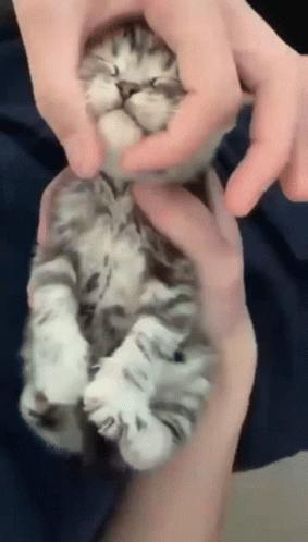 Person Holding Sleeping Kitten