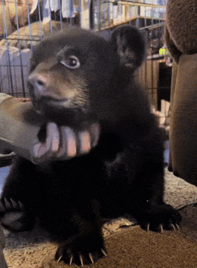 Person Holding Small Black Bear GIF