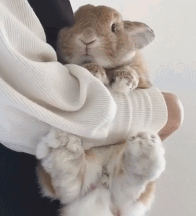 Person Holding Small Brown and White Rabbit