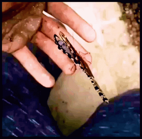 Person Holding Small Bug