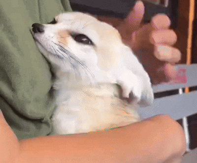 Person Holding Small Dog