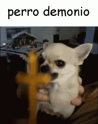 Person Holding Small Dog Perro Demonio