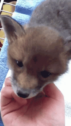 Person Holding Small Fox