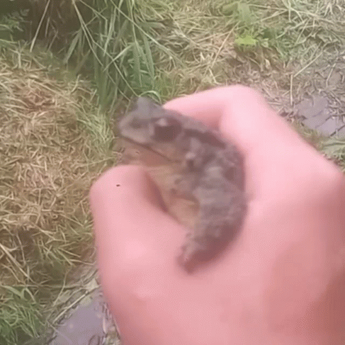 Person Holding Small Frog
