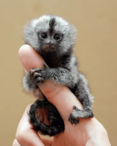 Person Holding Small Grey Monkey