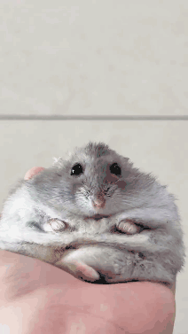 Person Holding Small Hamster