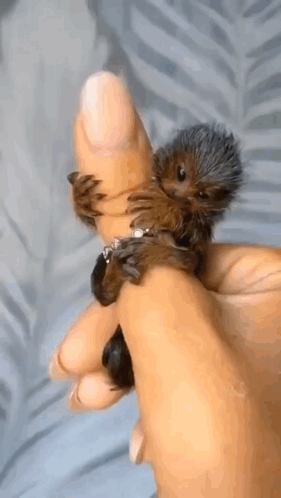 Person Holding Small Hedgehog