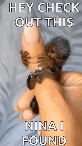 Person Holding Small Hedgehog Saying Hey Check Out This Nina I Found