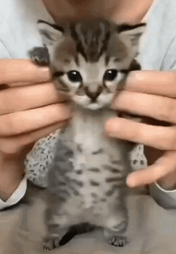 Person Holding Small Kitten
