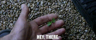 Person Holding Small Plant Hey There GIF