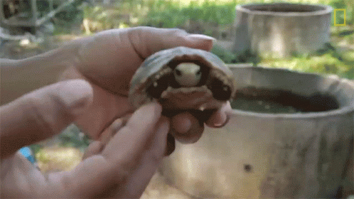 Person Holding Small Turtle in Front of Pond