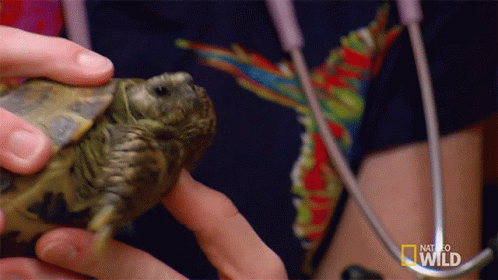 Person Holding Small Turtle with National Geographic Wild Logo