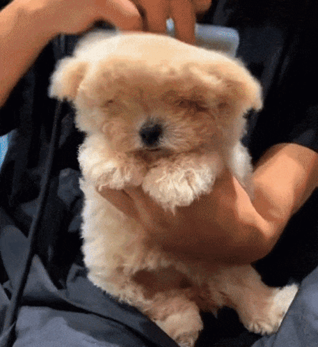 Person Holding Small White Dog