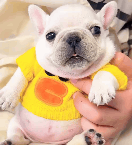 Person Holding Small White Dog in Yellow Sweater With Duck