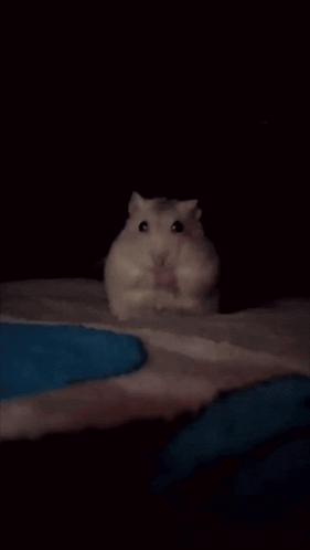 Person Holding Small White Hamster