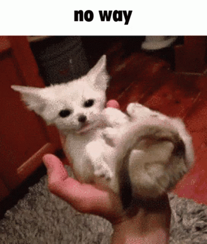 Person Holding Small White Kitten No Way