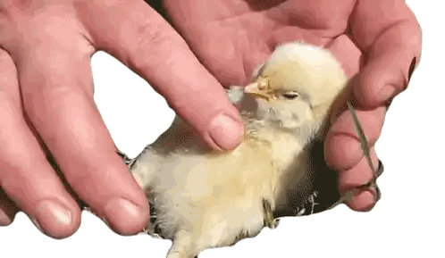 Person Holding Small Yellow Chicken